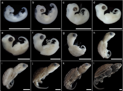 A series of 12 images showing a developing turtle embryo, beginning as an underdeveloped white embryo to a shelled turtle